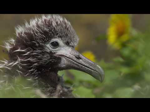 Albatross film trailer