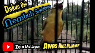 Download lagu pleci dakbal nembak sejalur|pleci dakbal males bunyi langsung nyaut dengar pleci dakbal nembak ini mp3