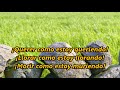 GRITENME PIEDRAS DEL CAMPO Amalia Mendoza LETRA
