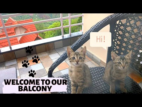 Our new friends l mini vlog l cats love l kasauli vlog l daily life vlogs l Arpana Nigam Kaushik