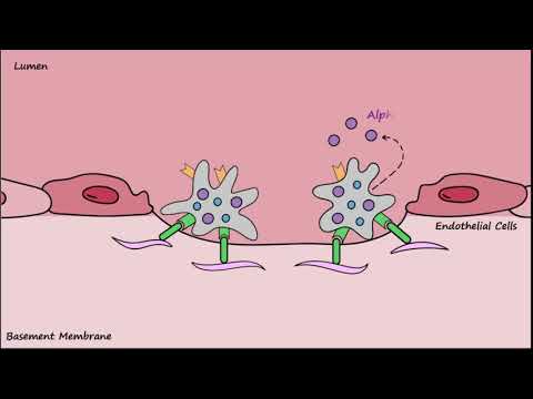 Platelet Plug Formation - Mechanisms