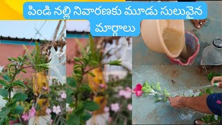 mealybug treatment on hibiscus plant, mealybug control, Homemade pesticides , hibiscus plant care