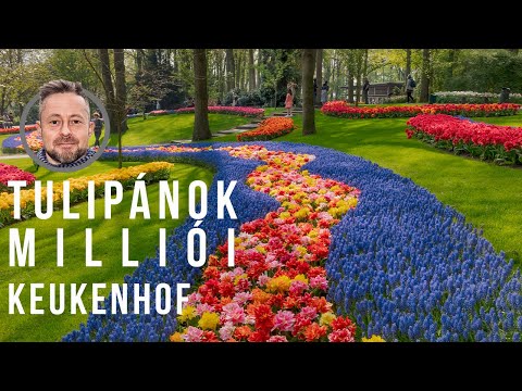 Tulipánok milliói Európa legnagyobb virágos kertjében - látogatás Keukenhofban