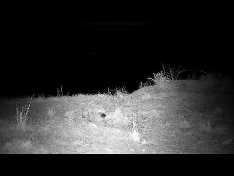 Djuma: Three Hyenas-what are they up to? - 20:54 - 09/13/21