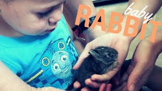 On A Hop - Adding a Rabbit to the Farm