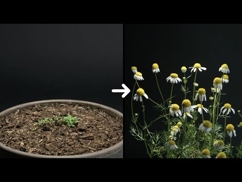 Chamomile Flower Timelapse - 32 Days