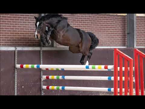 (Sold UK) Stallion, born 2018 by Justice HL x I'm special de Muze