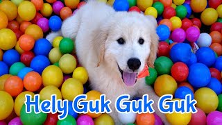 Helly Guk Guk Guk Anjing Kecil Mandi Bola Lagu Anak Terpopuler Mp4 3GP & Mp3
