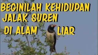 Download lagu Burung jalak suren di alam liar lengkap dengan saranganya mp3 Download lagu Burung jalak suren di alam liar lengkap dengan saranganya mp3
