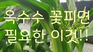 옥수수 꽃피면  필요한 이것 ! !
