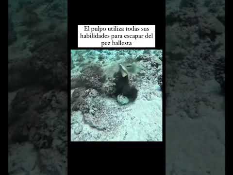 Pulpo: Camuflaje Asombroso y Tácticas de Escape con Camuflaje
