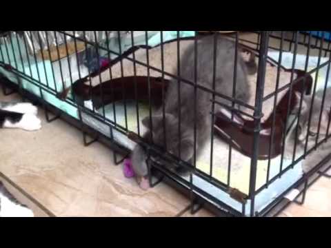 Mr. B and the kittens