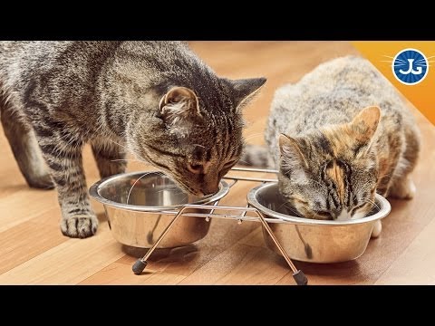 The Best Way To Introduce Your Two Cats