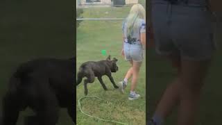Jack Russell Terrier Puppies Videos