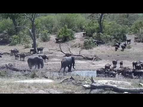 Djuma: Three Elephants show up and join Buffalo for a drink at dam - 10:43 - 11/04/21