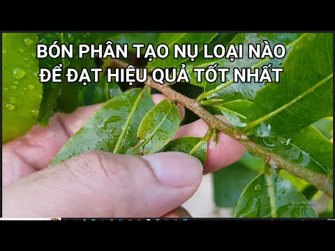 🔴 QBS22238 - LOẠI PHÂN BÓN TẠO NỤ HIỆU QUẢ NHẤT 0942456100 || TẠO NỤ MAI VÀNG VÀO THÁNG MẤY ÂM