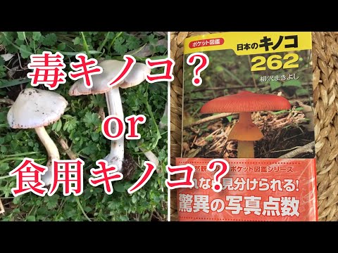園芸 キノコの見分け方は?