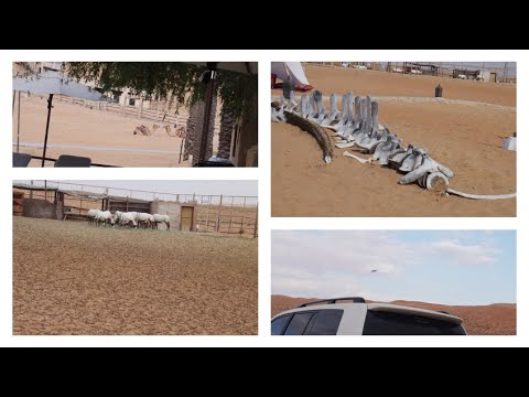 Trip to Wahiba sands part 1 l abeer and animals
