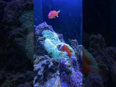 イソギンチャクの増やし方は？なぜ、どのように分割するのでしょうか?  庭園