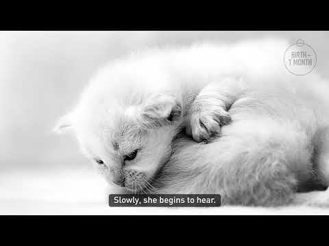 Royal Canin Kitten 400g video