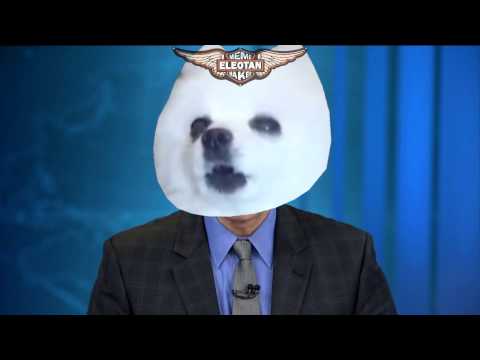 ABERTURA JORNAL NACIONAL em CACHORRÊS