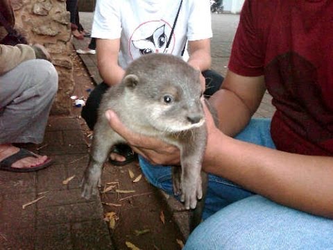 Karena apa yang bisa hilang potensi Pada penis saya titik-titik merah kecil