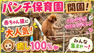 【癒し100%】赤ちゃん猿に大人気！🐵💛 パンチ保育園、ついに開園！？#パンチくん #ニホンザル #赤ちゃん猿 #猿 #市川市動植物園 #動物 #癒し #かわいい #Monkey #Animals