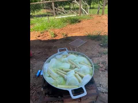 Fazendo pamonha 😋 #tocantins #combinado #serrasgerais