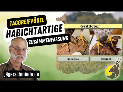 Diurnal Birds of Prey - Summary🌿Knowledge for your hunting exam🌿 🦅Goshawk, Sparrowhawk, Buzzard &...