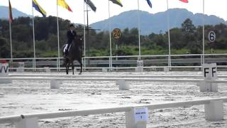 Horse No. 42 Diplomat From Selangor Turf Club Equestrian Centre