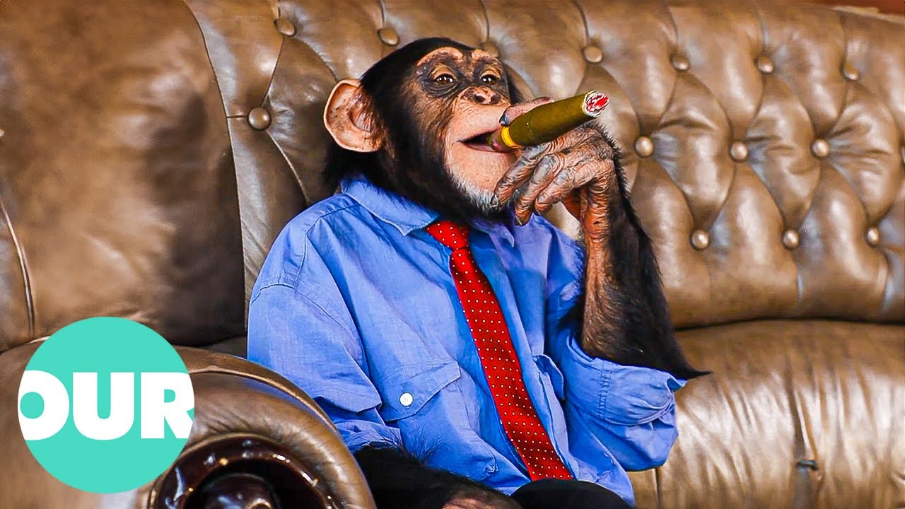 Unusual Tricks Animals Do That Will Make You Laugh Unusual Tricks Animals Do That Will Make You Laugh