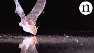 BAT SENSE - by Nature Video