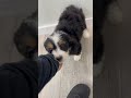 Mini Bernedoodle dogs for sale: Allie - Video 1
