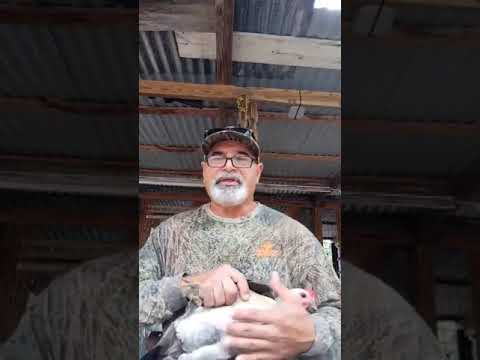 History of the Double J Grey’s