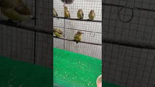 Download lagu konin ijoan gacor di ombyokan mp3