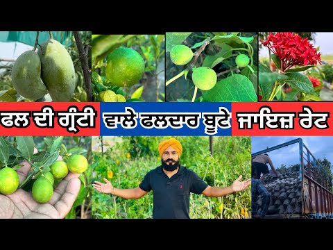 ਫਲ ਦੀ ਗੰਰਟੀ ਵਾਲੇ ਫਲਾਦਾਰ ਬੂਟੇ ਲਵੋ 👌ਜਾਇਜ ਰੇਟ | Fruit Plant Nursery Punjab