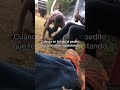 Fiesta Amigos Borrachera Cohete Mexico Usa Humor Risa Sueñoamericano Rancho