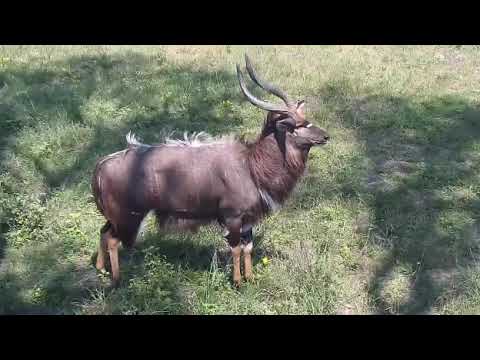 Djuma: Impala ram and Nyala bull - 12:56 - 10/24/20