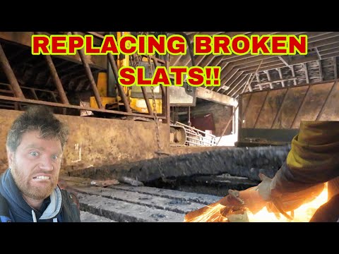 REMOVING AND REPLACING BROKEN SLATS!! SHIFTING YOUNG CALFS