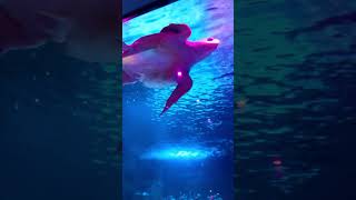 Inside The Newport Aquarium In Cincinnati, Ohio 