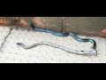 Snake vs Earthworm : Fight for food and Struggle for life