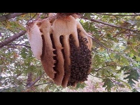 , title : 'كيف أتخلص من خلية النحل'