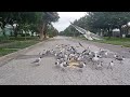 Seagulls And Bread Bird Behavior