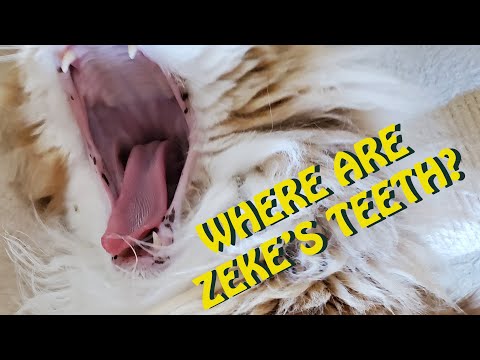 How a Cat Eats with No Teeth!