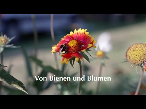 Von Bienen und Blumen - Wie eine Stiftung in Ungarn Bienen schützt