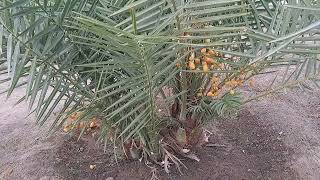Date palm Farming
