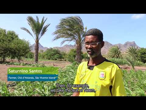 Fall Armyworm in Cabo Verde