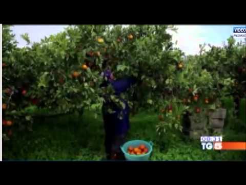 Euroagrumi - TG5 14 febbraio 2014