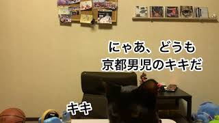 【猫あり】クソみたいな商品紹介動画を助けて撮れ高をくれる神猫現る。