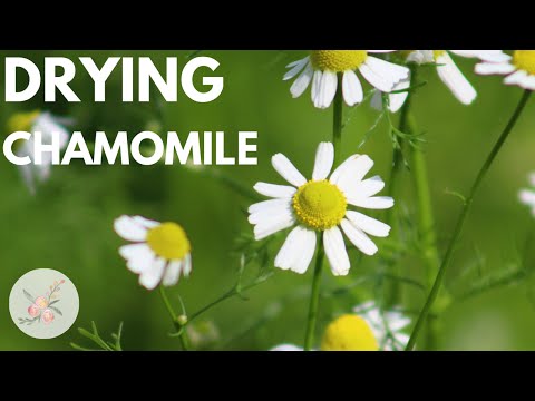 The Herb Garden: How to Dry Fresh Chamomile Flowers